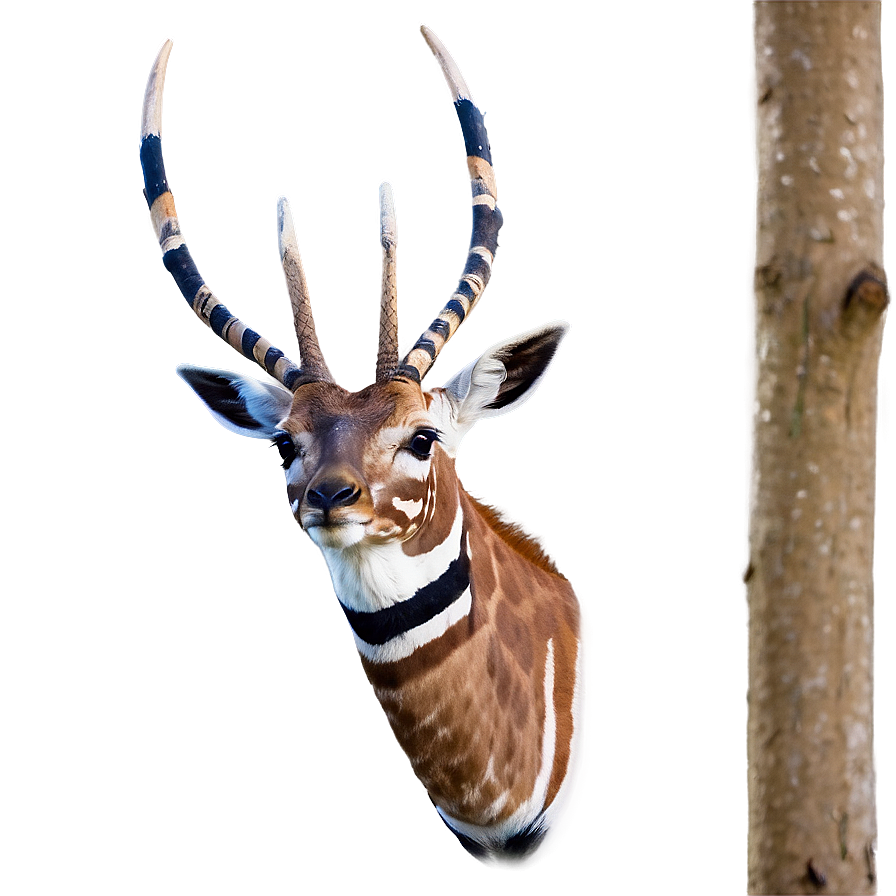 Real Wildlife In Action Png 98 PNG Image