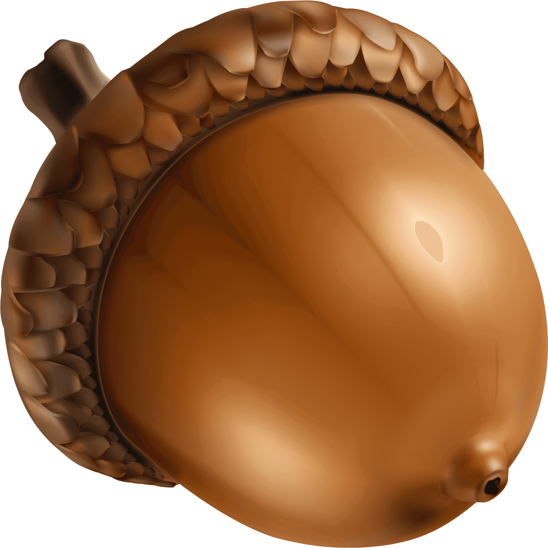 Realistic Acorn Illustration PNG Image