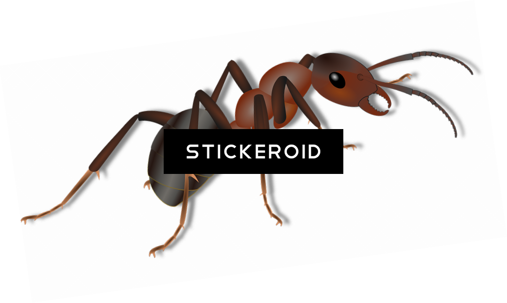 Realistic Ant Illustration PNG Image