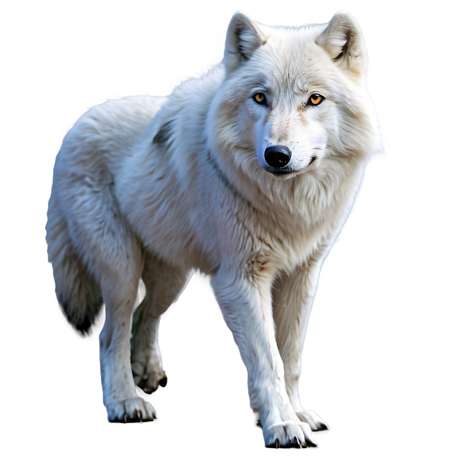 Realistic Arctic Wolf Png 61 PNG Image