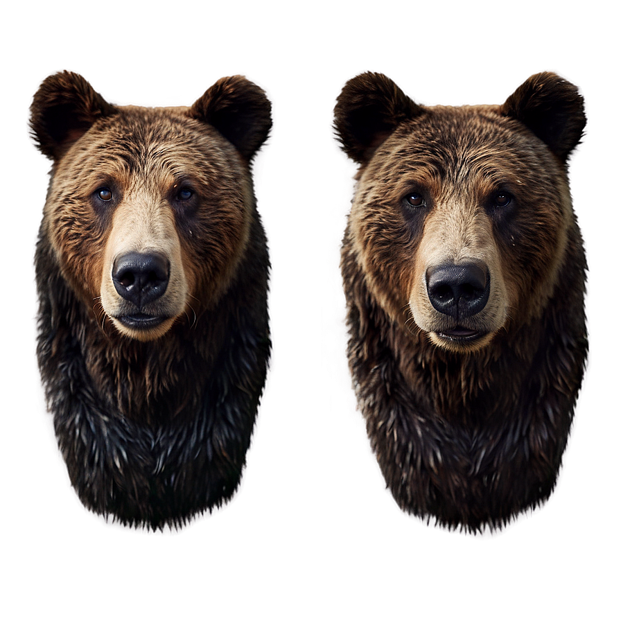 Realistic Bear Face Drawing Png 51 PNG Image