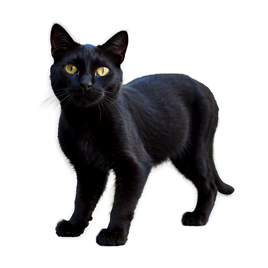 Realistic Black Cat Png Rhx24 PNG Image