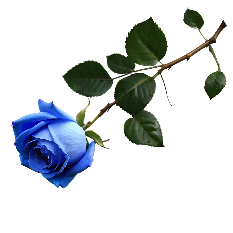 Realistic Blue Rose Png Ecq40 PNG Image