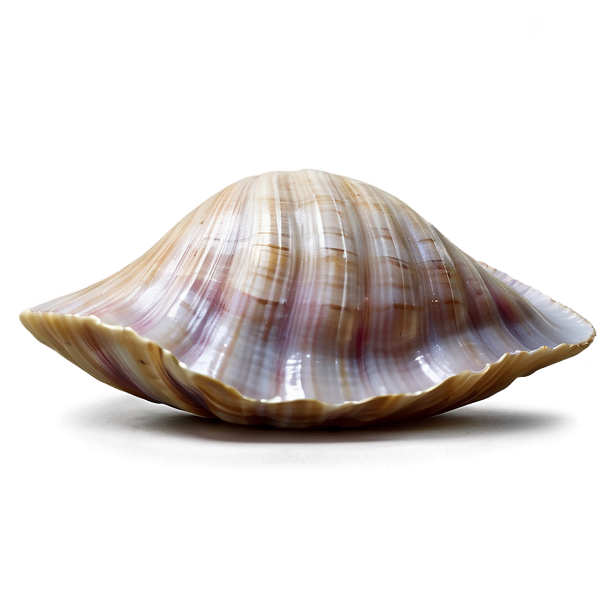 Realistic Clam Shell Png 06292024 PNG Image