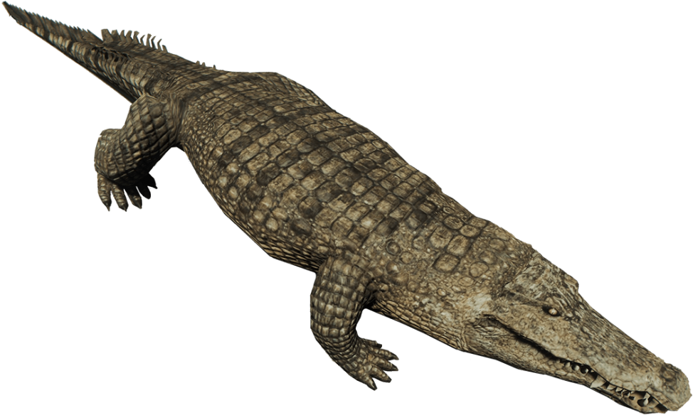 Realistic Crocodile3 D Model PNG Image