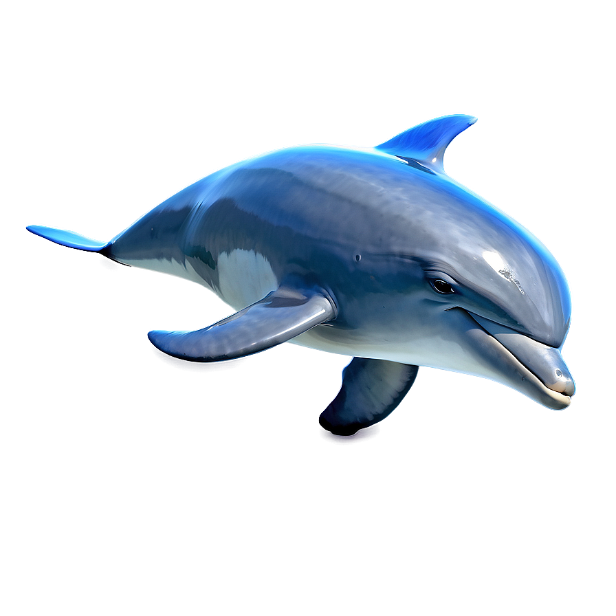 Realistic Dolphin Png 05062024 PNG Image