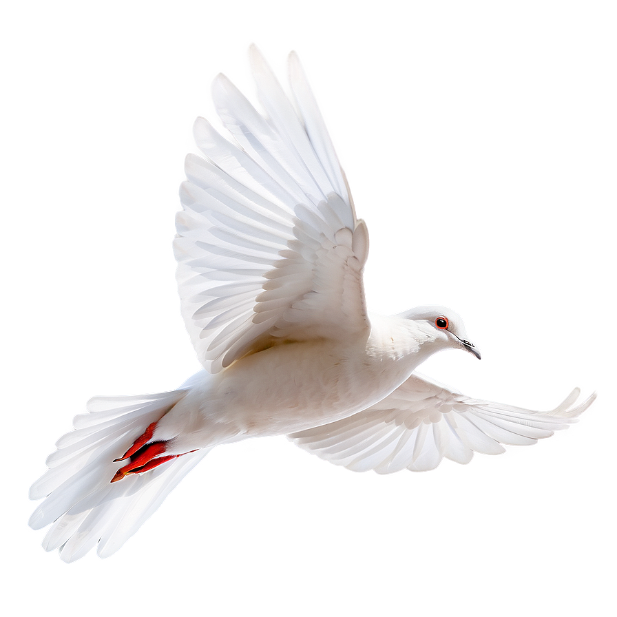 Realistic Dove Png 24 PNG Image