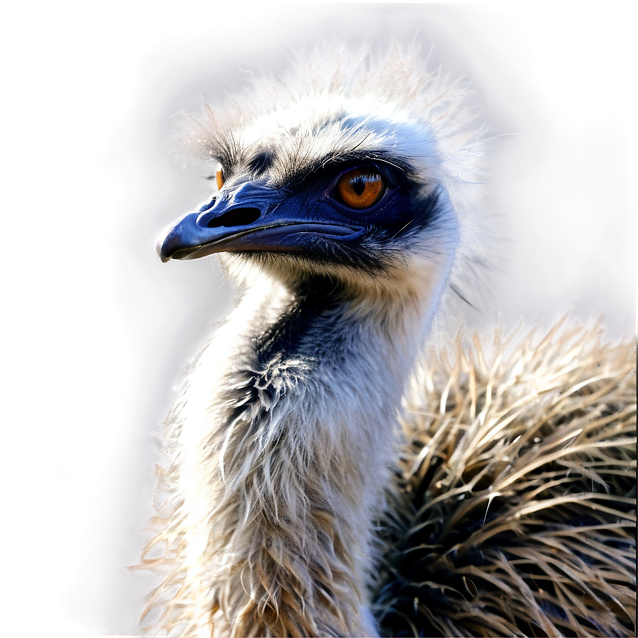 Realistic Emu Png Ynd PNG Image