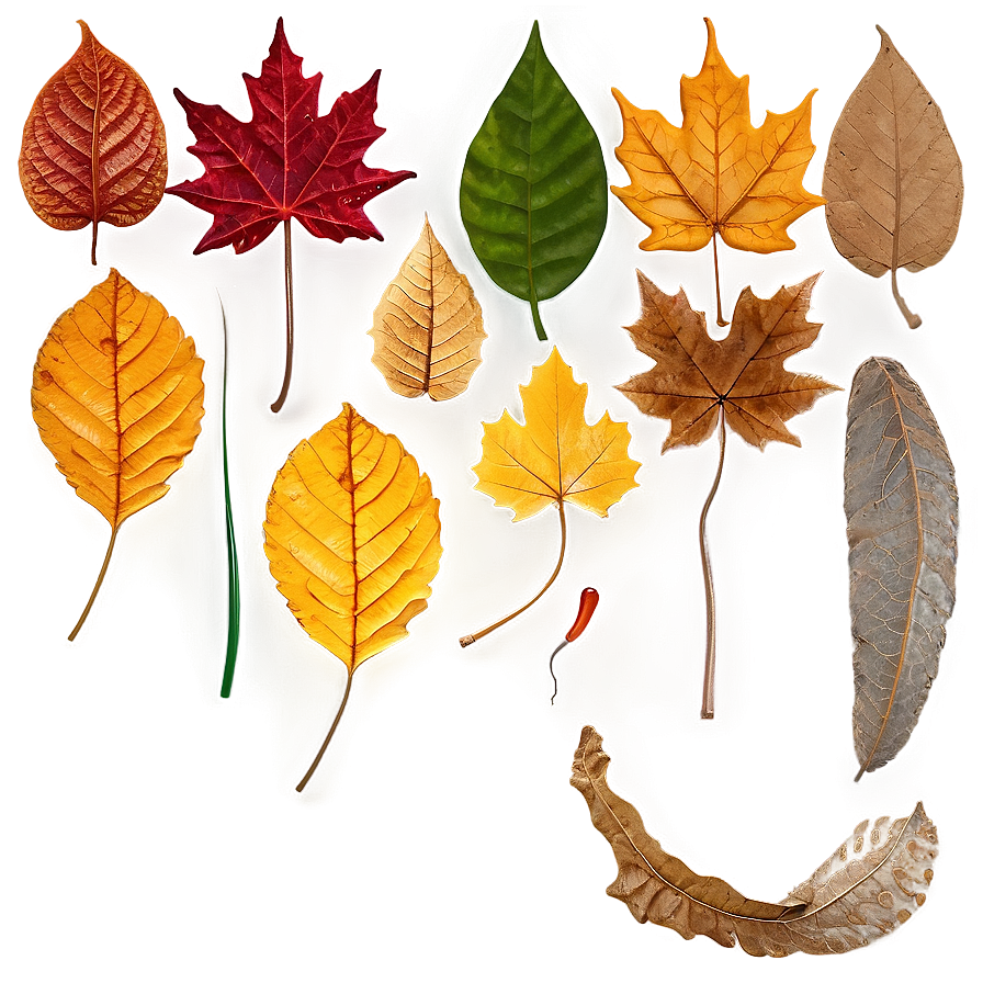 Realistic Fallen Leaves Overlay Png 06292024 PNG Image