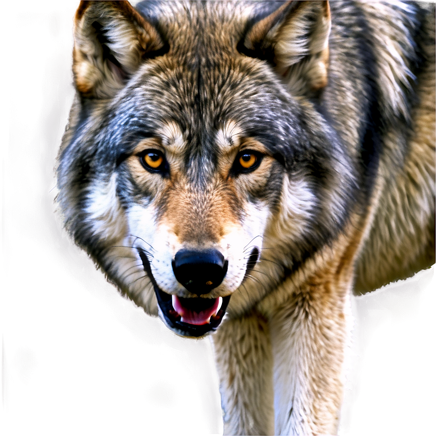 Realistic Grey Wolf Png Wgg27 PNG Image