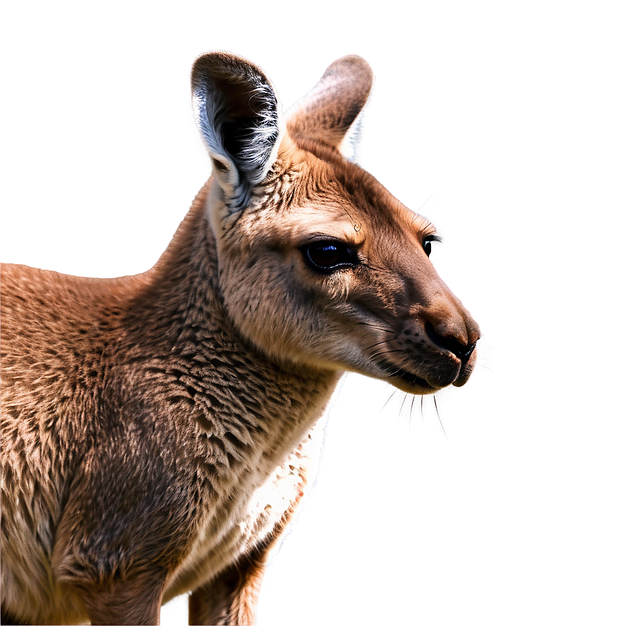 Realistic Kangaroo Png Lhc27 PNG Image