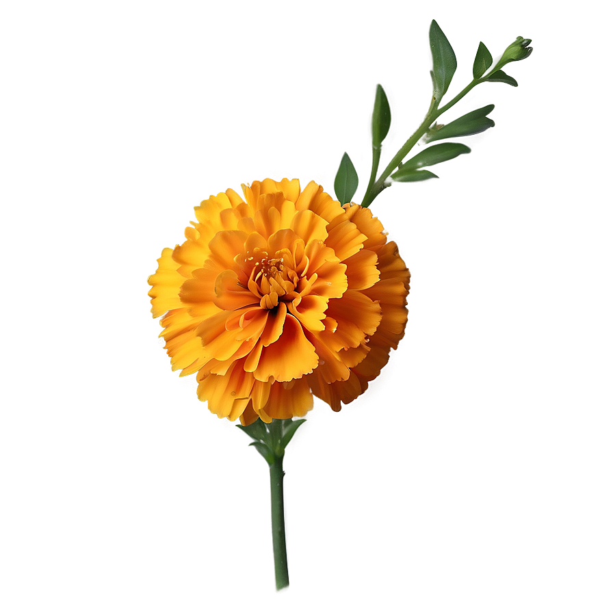 Realistic Marigold Png 06112024 PNG Image