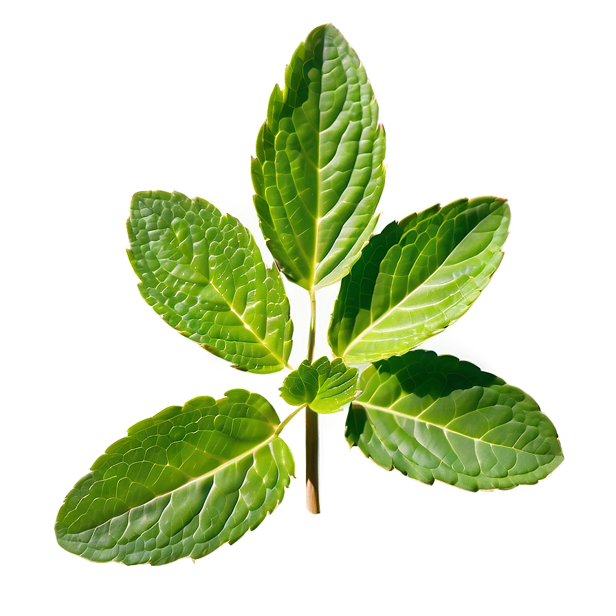 Realistic Mint Leaf Png 34 PNG Image