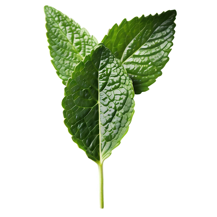 Realistic Mint Leaf Png 54 PNG Image