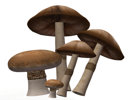 Realistic Mushroomson Black Background PNG Image