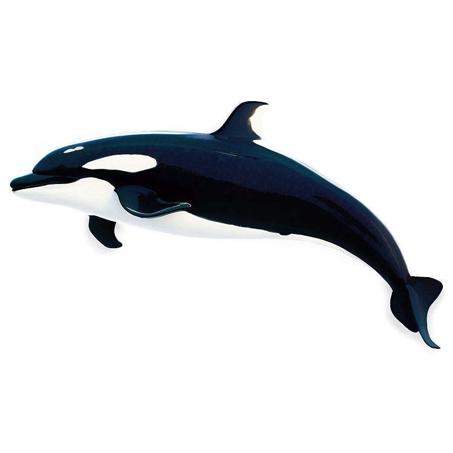 Realistic Orca Whale Drawing Png 06292024 PNG Image