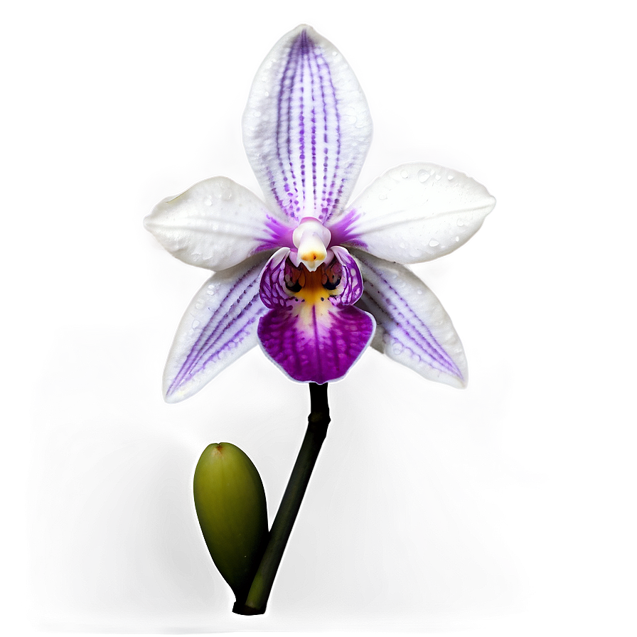 Realistic Orchid Png Oac PNG Image