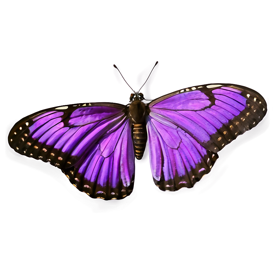 Realistic Purple Butterfly Png 05232024 PNG Image