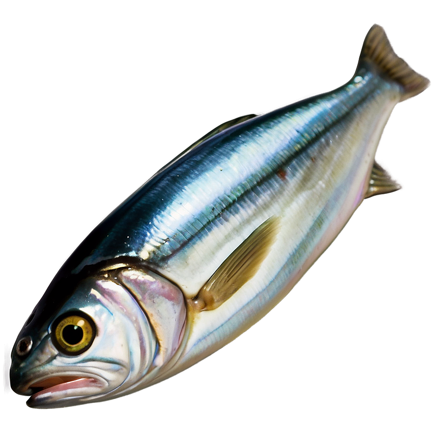 Realistic Sardine Png 6 PNG Image