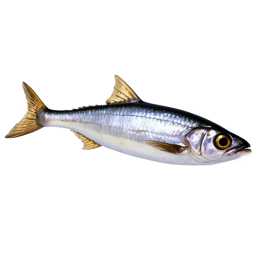 Realistic Sardine Png Lyj PNG Image