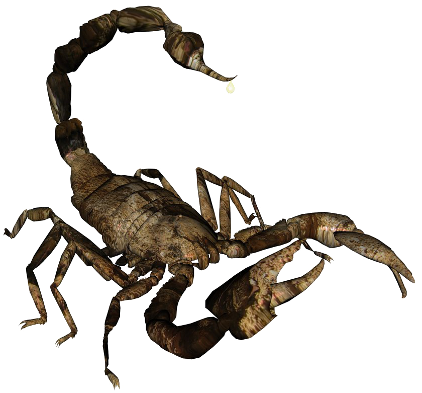 Realistic Scorpion Illustration PNG Image