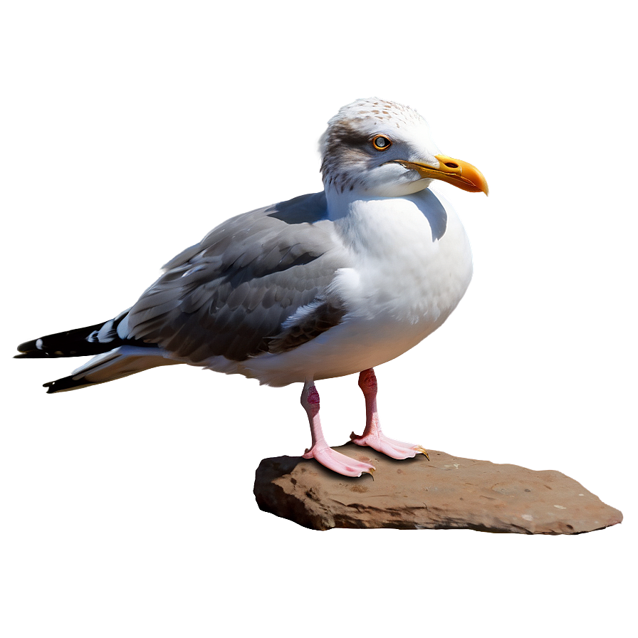 Realistic Seagull Png Gdx PNG Image