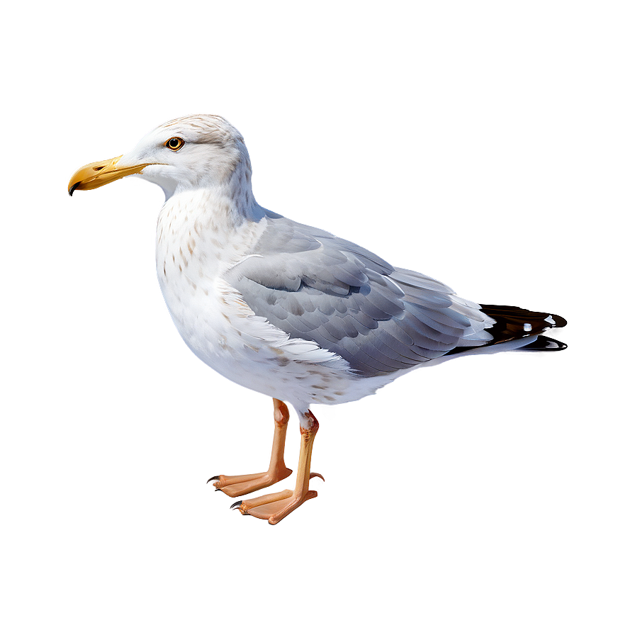 Realistic Seagull Png Vth PNG Image