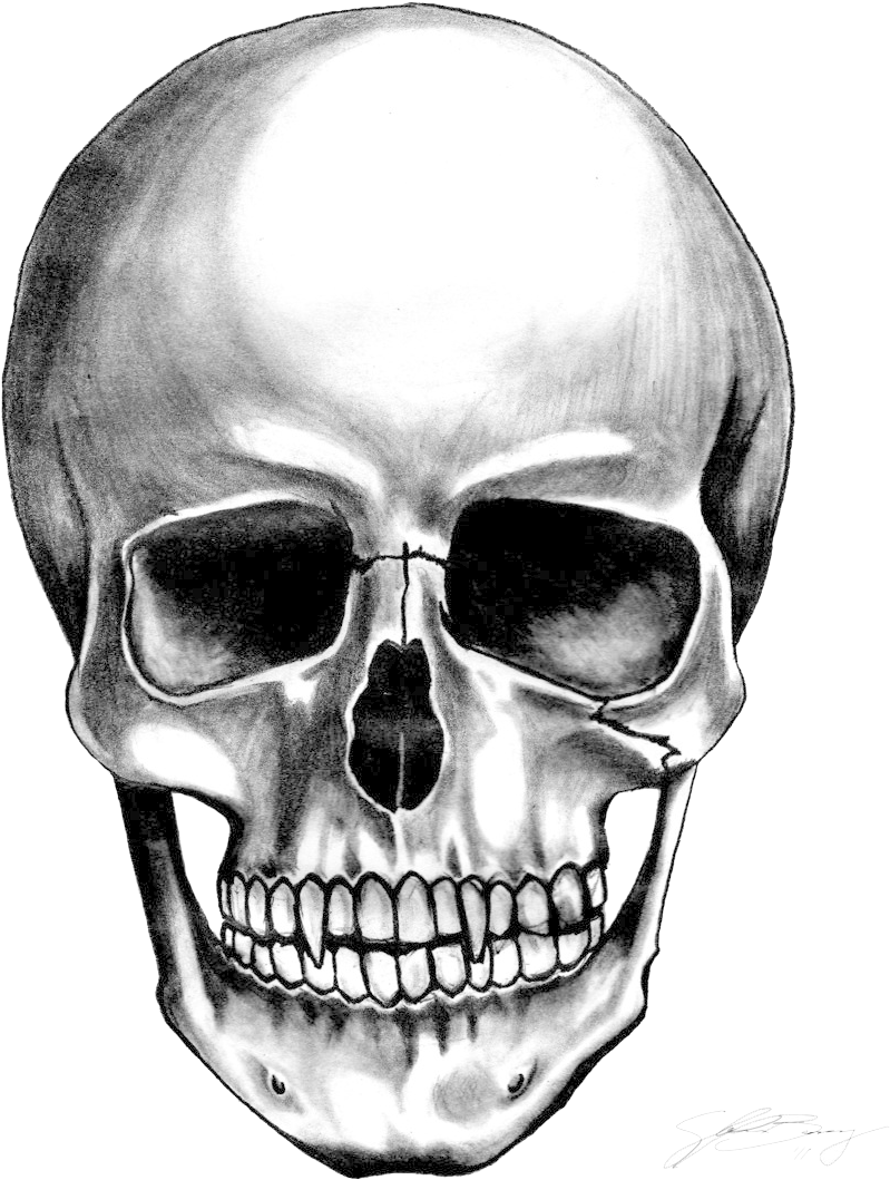 Realistic Skull Drawing Artwork PNG Image