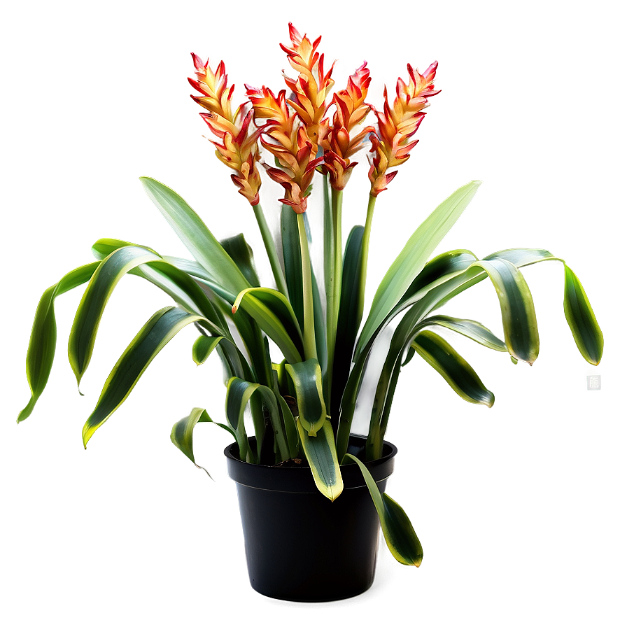 Realistic Snake Plant Png Rhj77 PNG Image