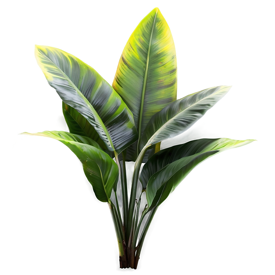 Realistic Tropical Plants Png Mrp89 PNG Image