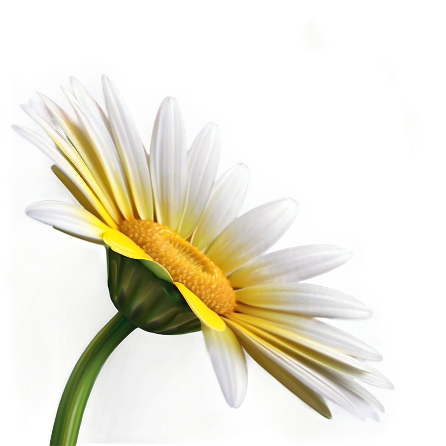 Realistic Yellow Daisy Png Mjc70 PNG Image