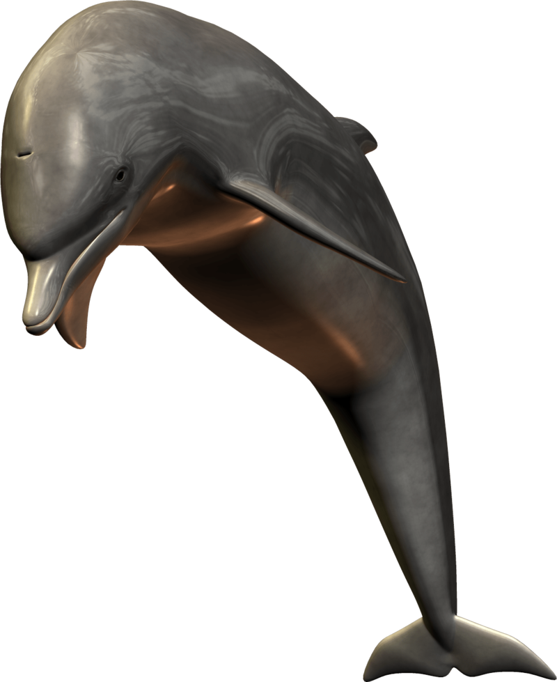 Realistic3 D Dolphin Model PNG Image