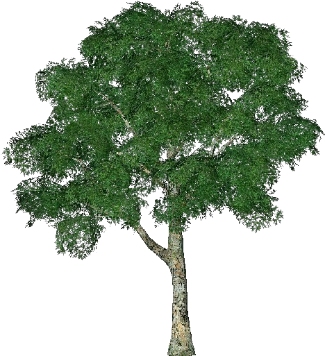 Realistic3 D Tree Model PNG Image