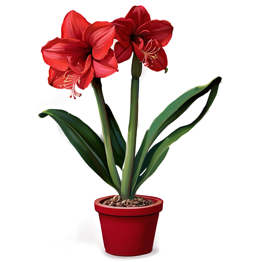 Red Amaryllis Charm Png 7 PNG Image