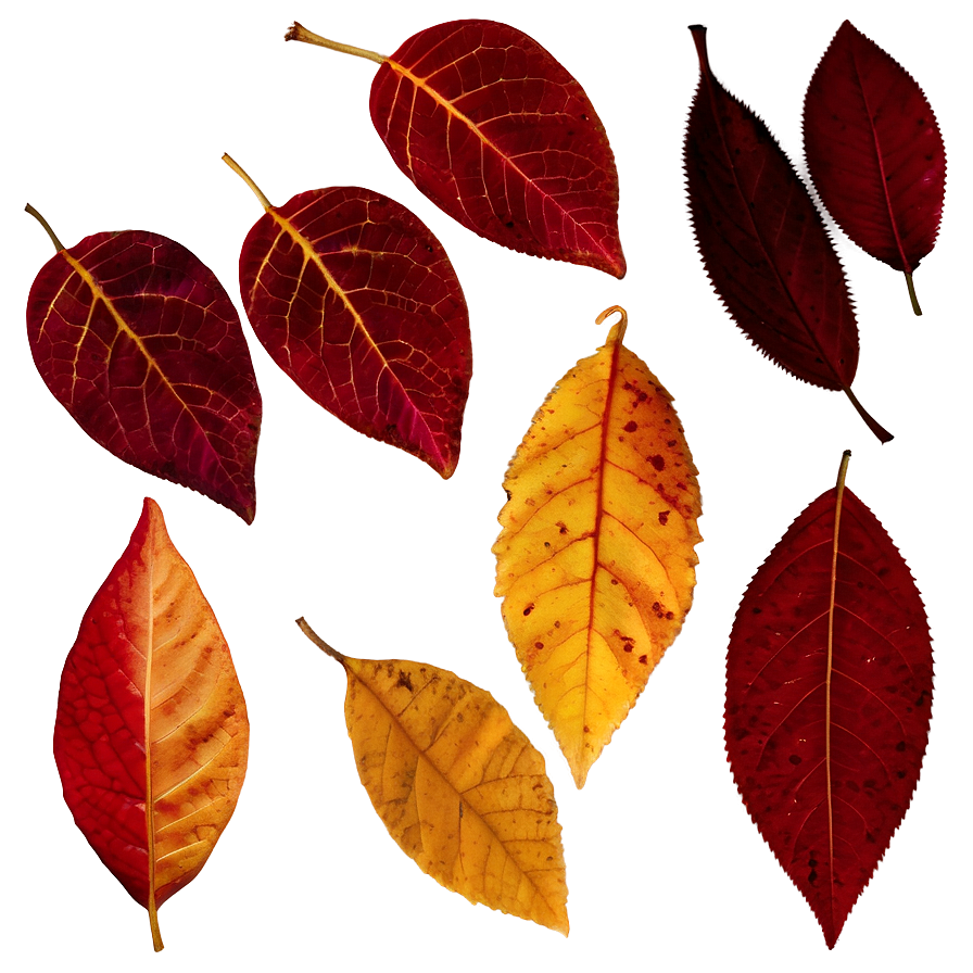 Red And Yellow Fallen Leaves Png 1 PNG Image