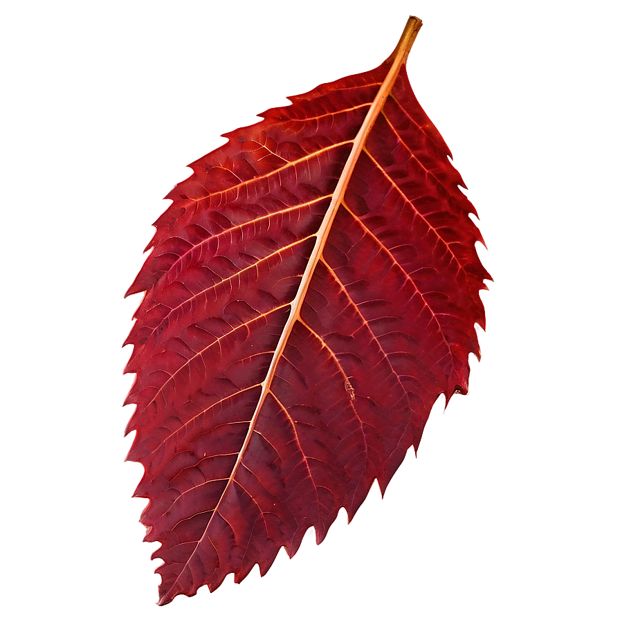 Red Autumn Leaf Image Png Xvf PNG Image