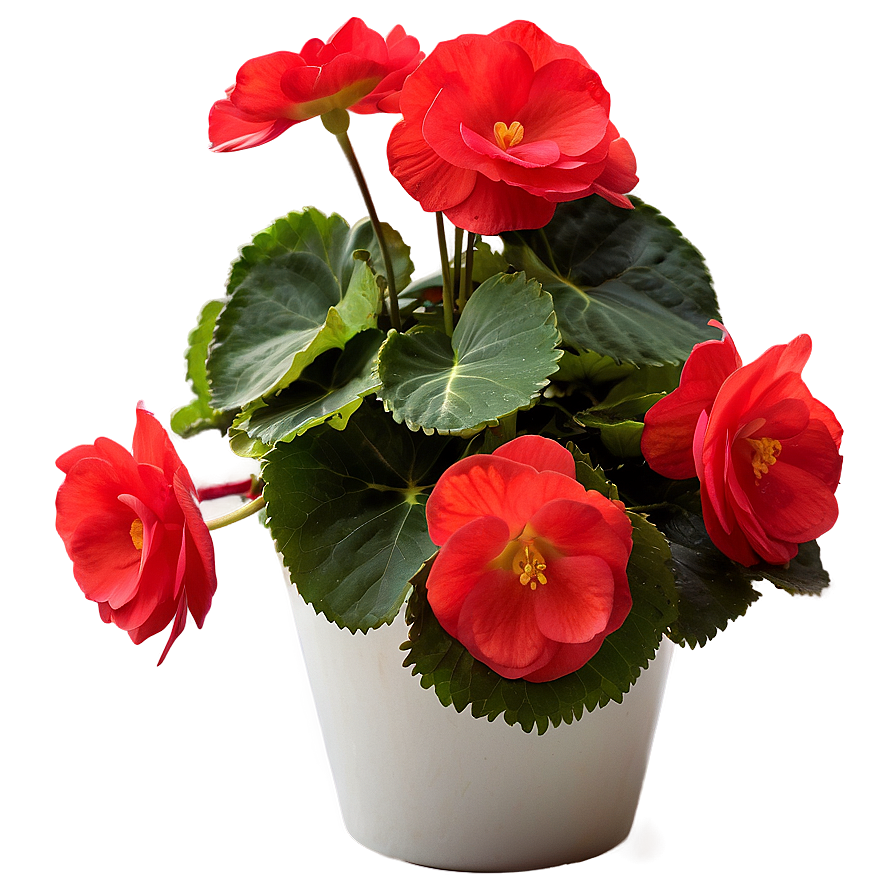 Red Begonias Beauty Png 06122024 PNG Image