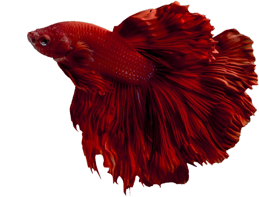 Red Betta Fish Elegant Swim PNG Image