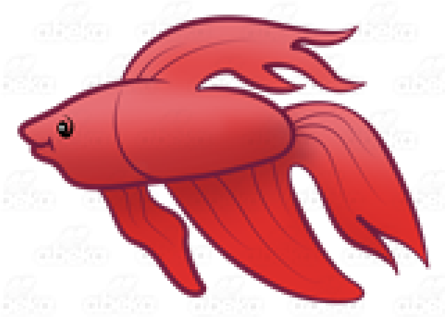 Red Betta Fish Illustration PNG Image