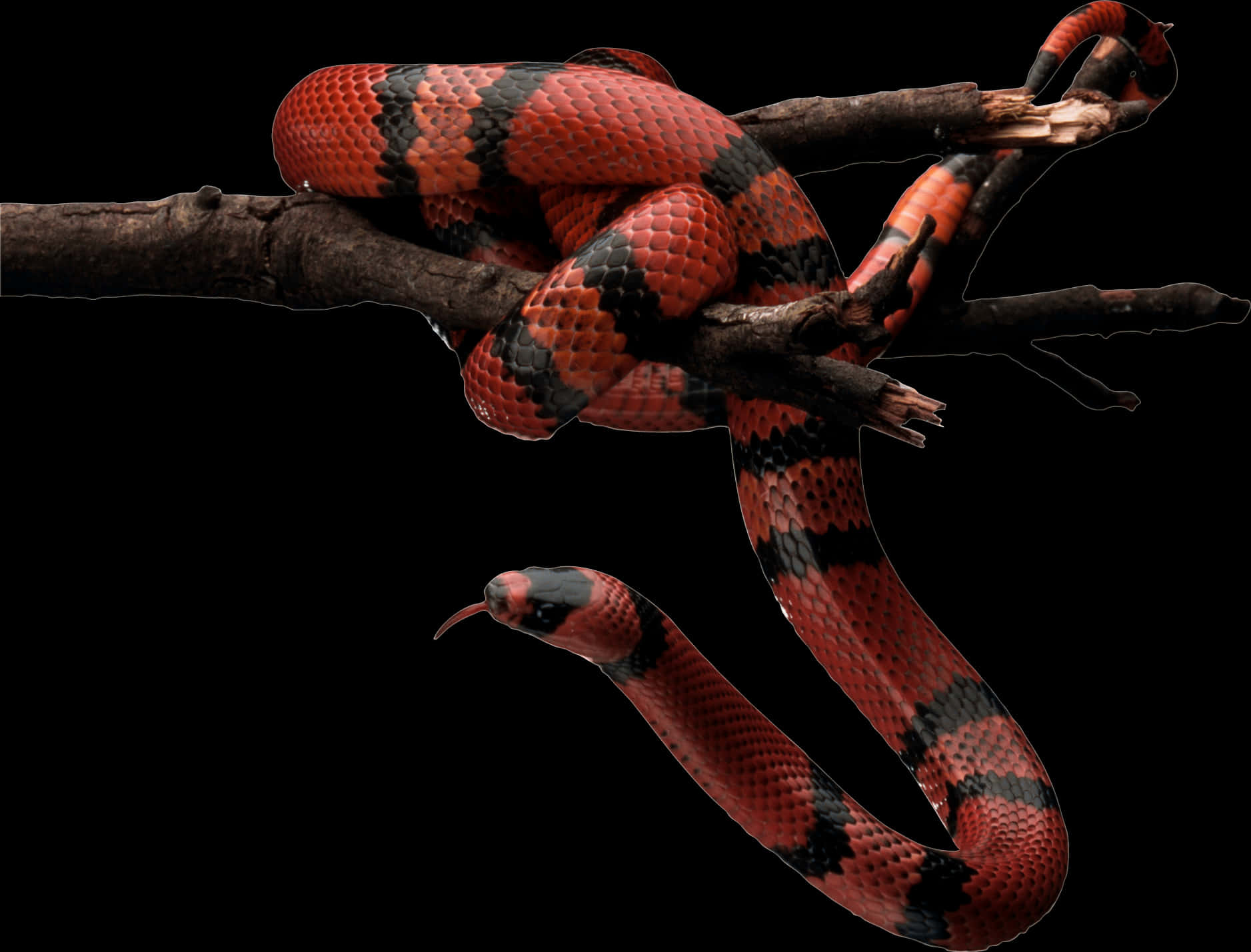 Red Black Snake On Branch.jpg PNG Image