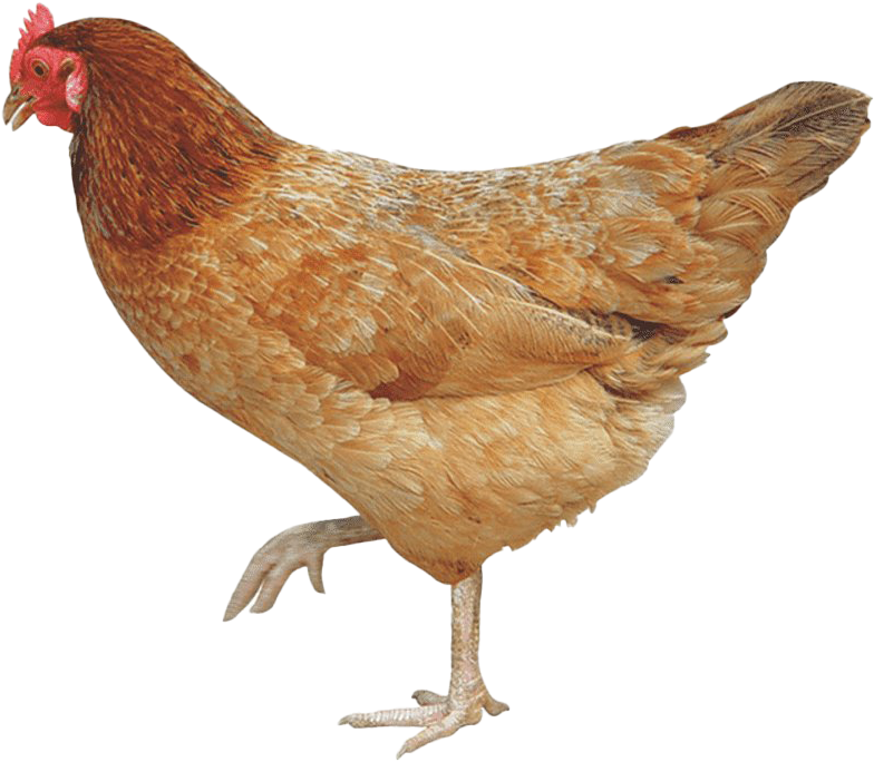 Red Brown Hen Standing Transparent Background.png PNG Image