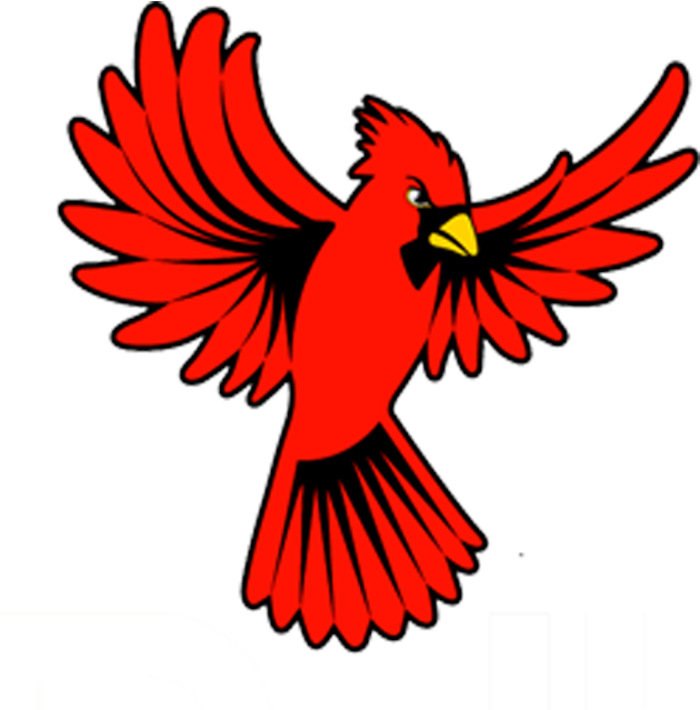 Red Cardinal Bird Illustration PNG Image