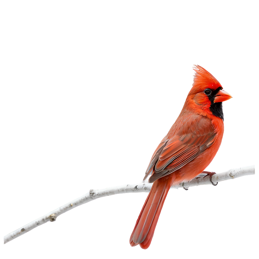 Red Cardinal On Branch Png Veu PNG Image