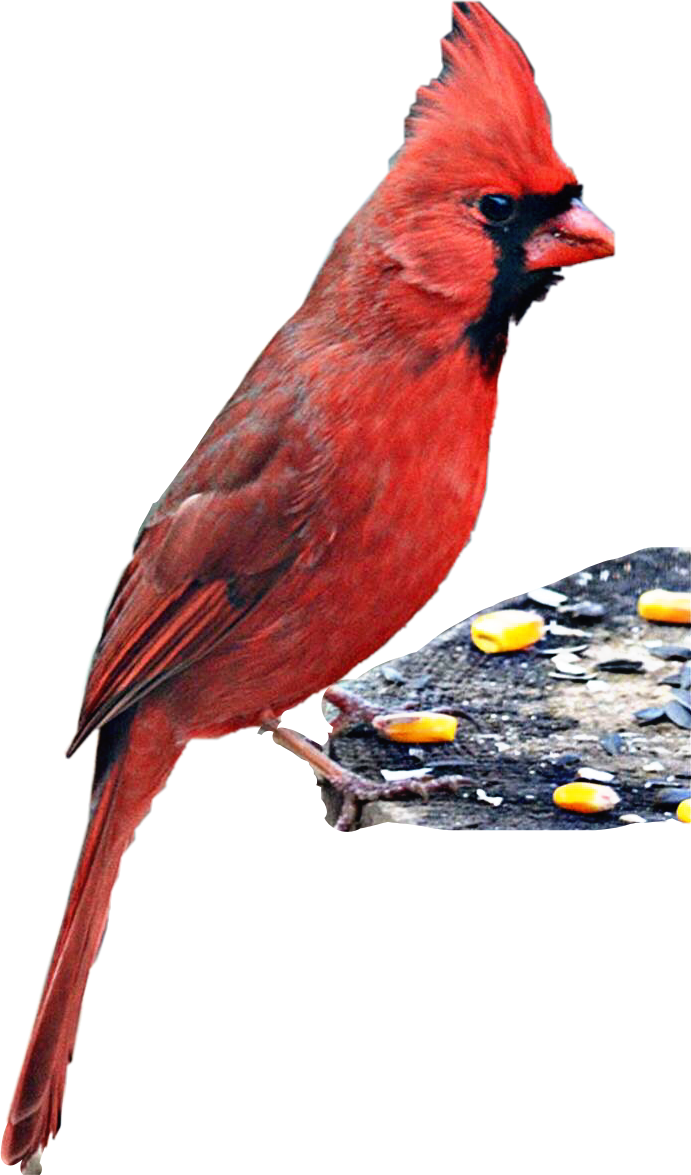 Red Cardinal On Feeder.png PNG Image