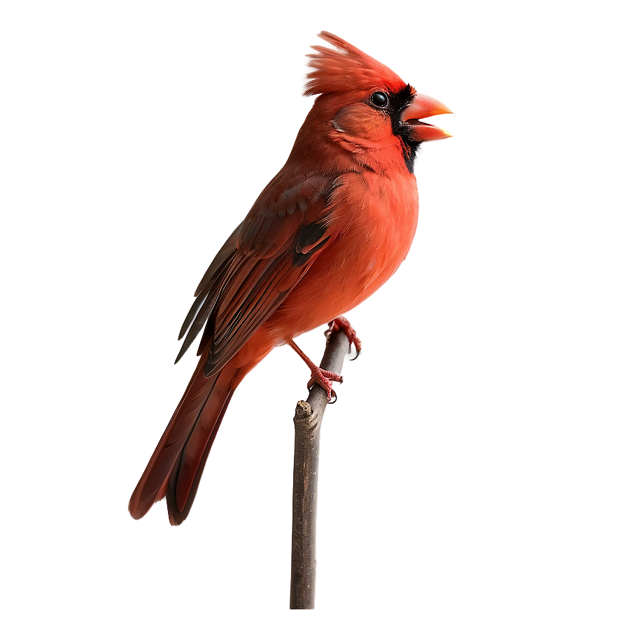 Red Cardinal Singing Png 06292024 PNG Image