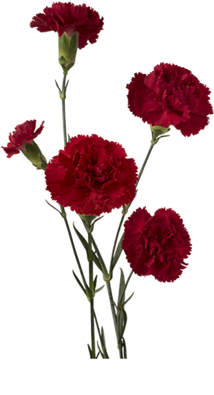 Red Carnation Blooms Dark Background PNG Image