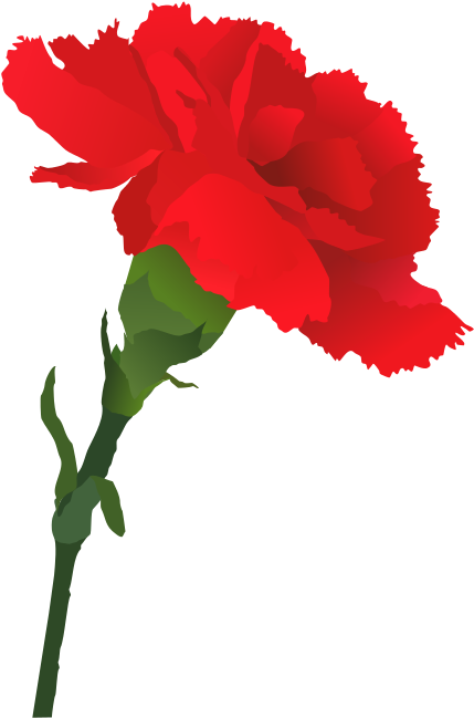 Red Carnation Vector Illustration PNG Image