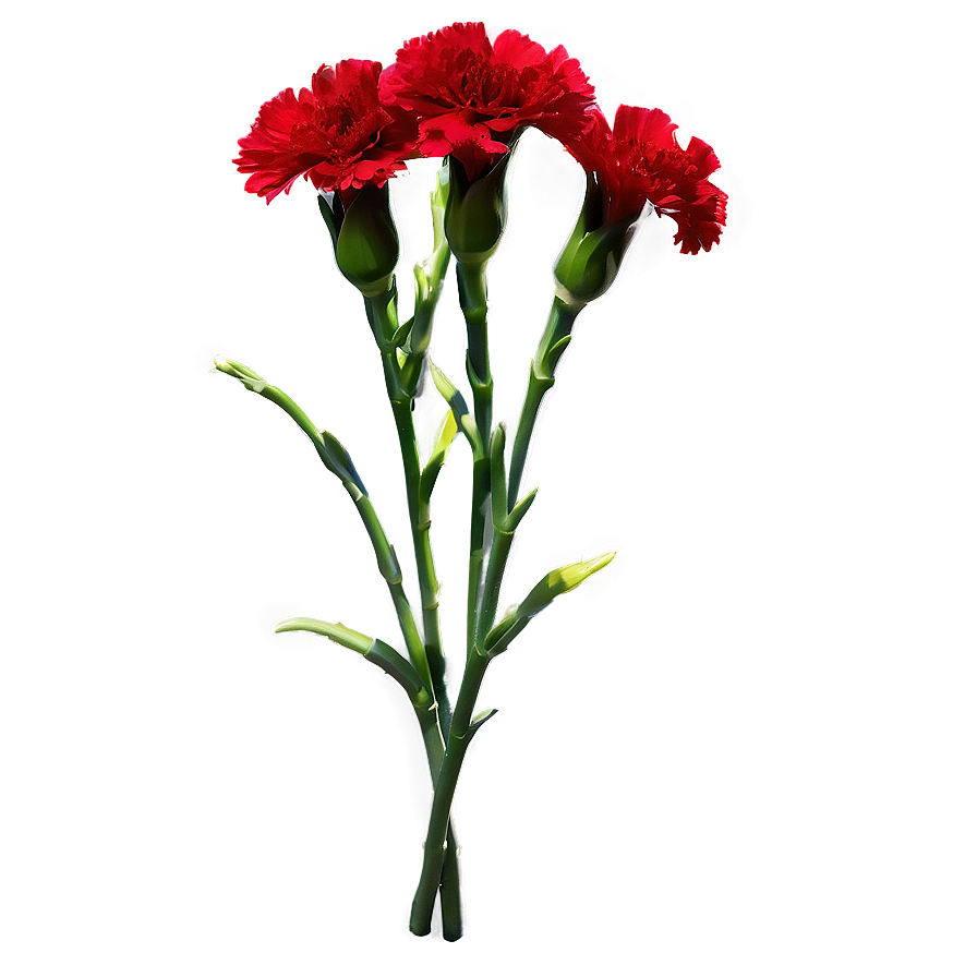 Red Carnations Delight Png Aof14 PNG Image