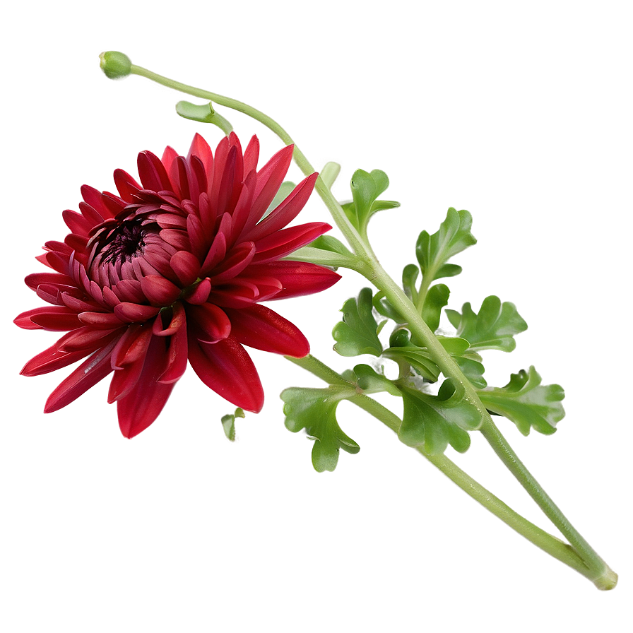 Red Chrysanthemum Closeup Png 80 PNG Image