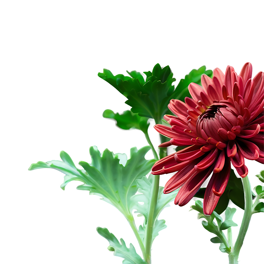 Red Chrysanthemum Closeup Png Xff PNG Image